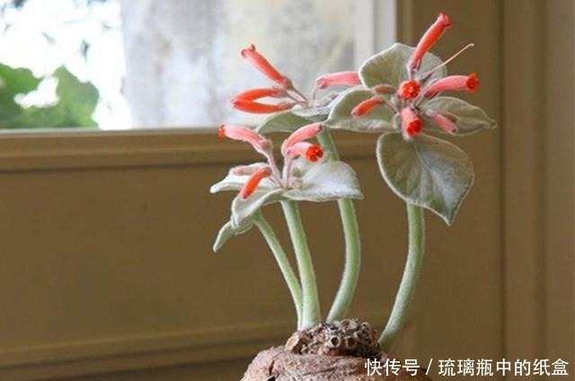 娇艳|断崖女王,多肉里的“三项全能选手”,做好3点,花开又多又娇艳