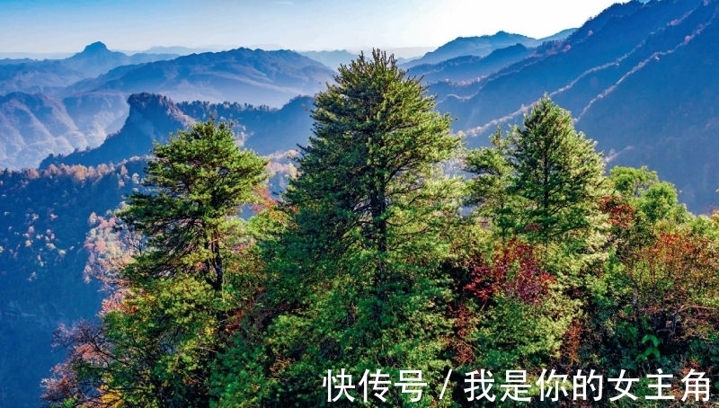 金佛山中藏银杉|林草科普| 金佛山