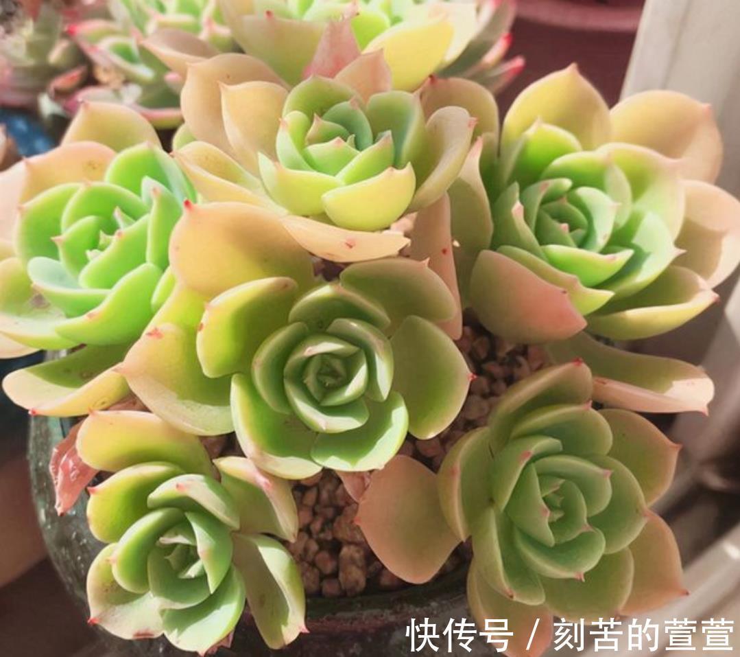 多肉柠檬玫瑰太好养了吧，4个小技巧养出手捧花，颜值超级漂亮