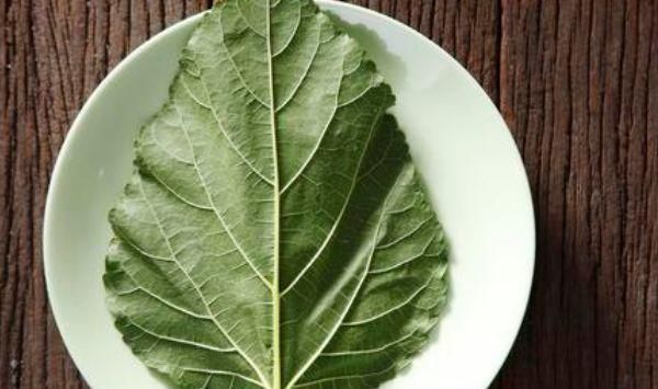 糖尿病患者|桑叶全身是宝,只有从农村出来的才知道,原来它还有这么多功效