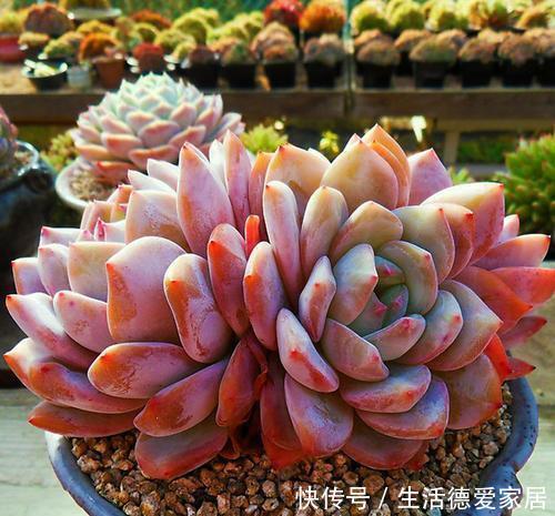 想要橙梦露|12月养一盆橙梦露,低温刺激半个月,颜色温暖迷人,值得拥有!