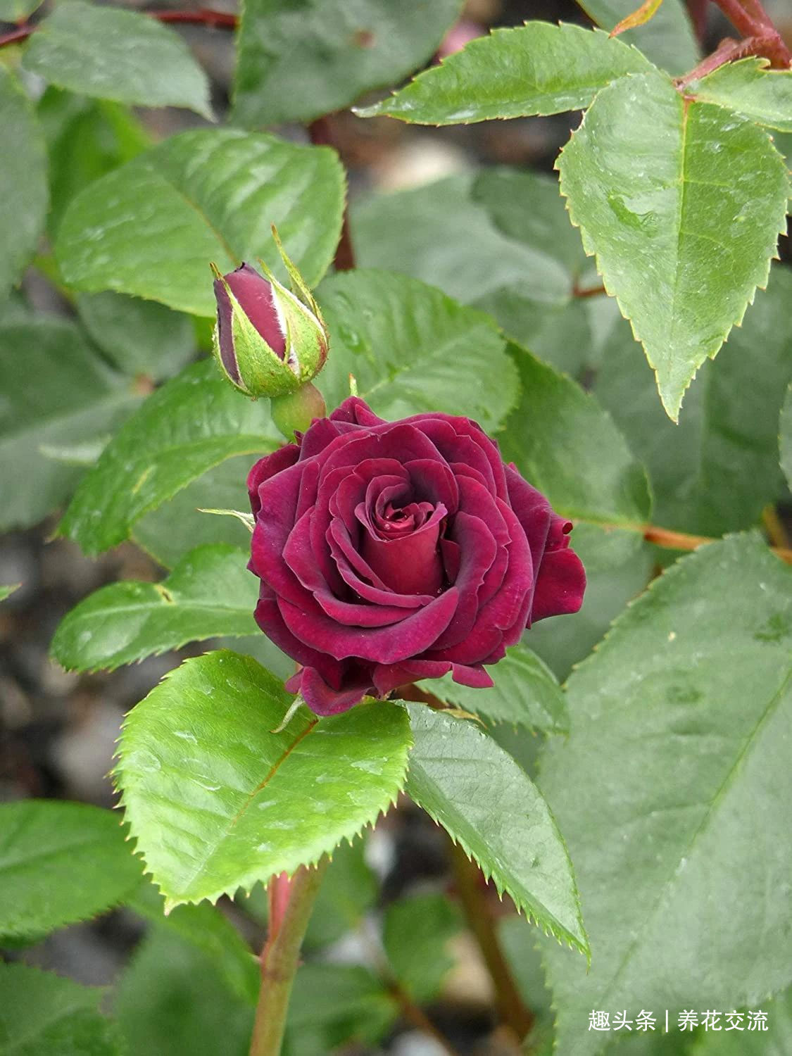 耐寒|13种耐寒的盆栽花卉,零下20多度可存活,大部分南方也能种