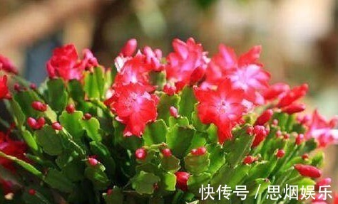 长寿花|王大姐就养“2种花”,入冬就开成“花海”,街坊邻居都说美!