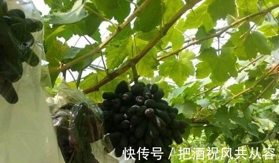 葡萄|家里院子别空着,此树要种2棵,甘甜可口,比桃子梨好吃多了