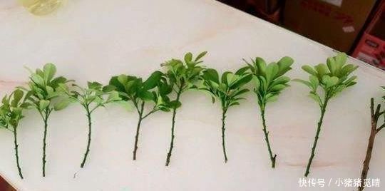 月季|这4种花就是要夏天扦插，生根快，不黑杆