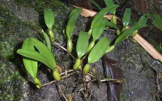 它便是“独叶岩珠”,是一味珍贵药材,爬山若有遇见请重视一下