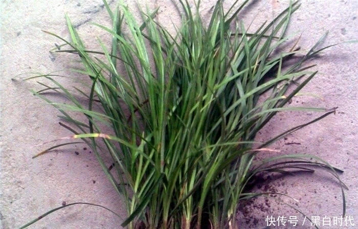 野花野草|农村这种野草,被誉为“长命草”,价值珍贵,可惜知道的人不多!