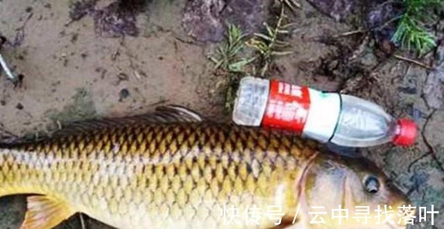 曲酒|高温天一到,唯独这鲤鱼饵才最可靠,十人有九人还不知,莫泄露哦!