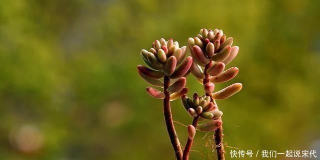 养护多肉，这四点你需要避开，不然多肉容易死掉