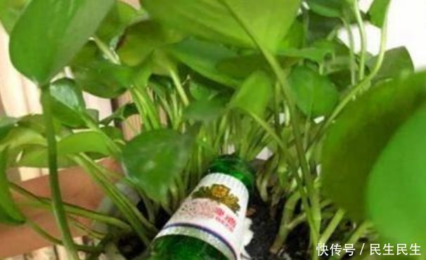 微量元素|它是天然的养花肥,到处都有,盆里放一点,像打了激素蹭蹭长