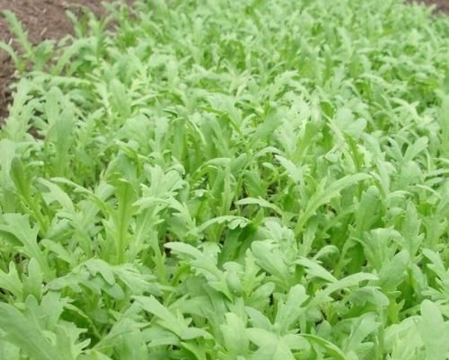 春天养肝很重要！多吃的食物，排毒养肝，滋阴润肠，吃了显年轻