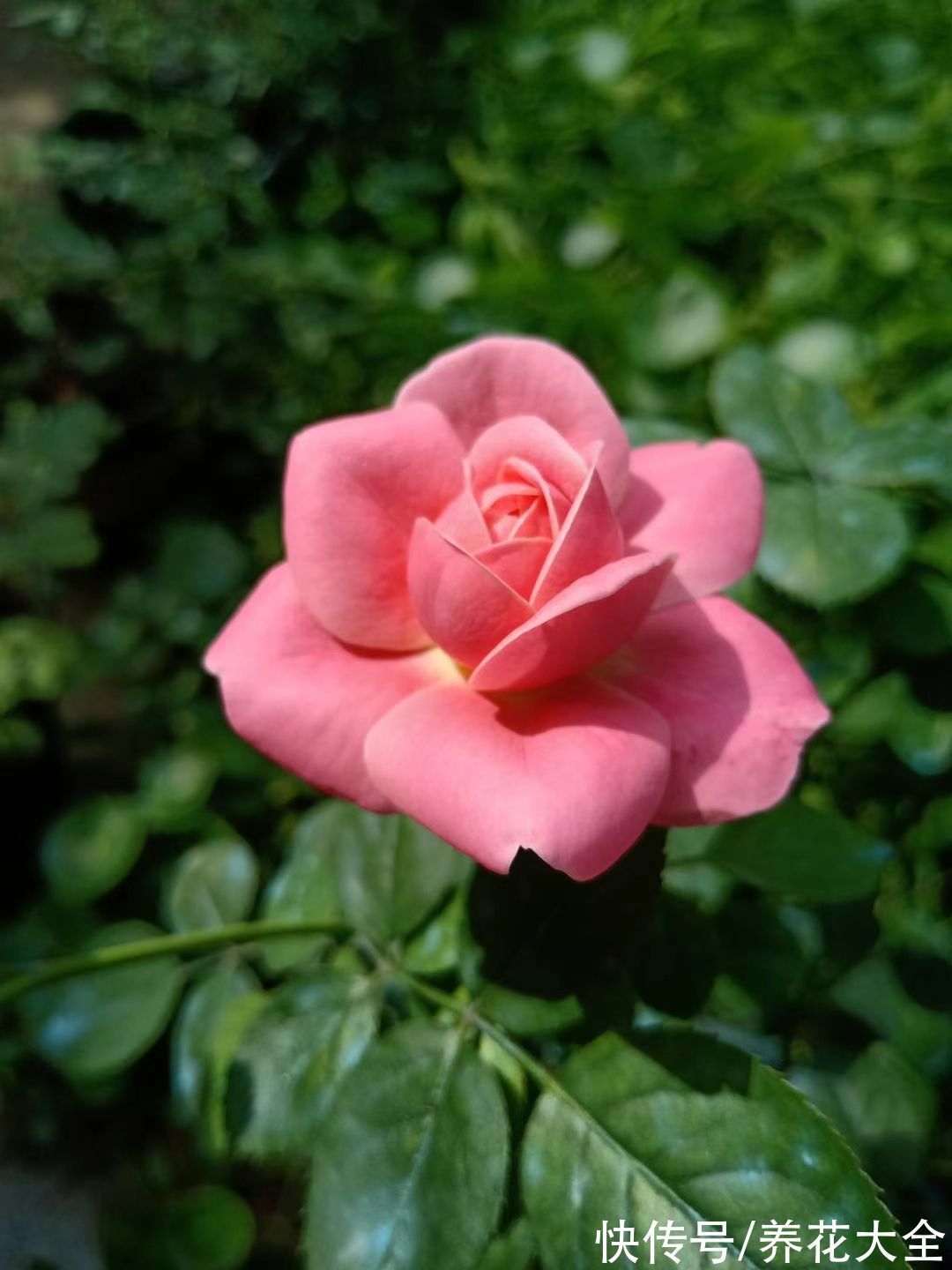 米兰米兰|5种四季开花的植物,养一盆在家里,四季有花看