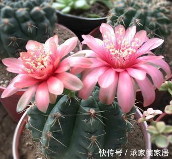 技巧|仙人球过冬有技巧,做好这件事,长势快开花多,新手也会养!