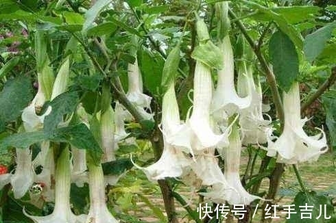 这花盛开时太妖娆,样子太美了,但毒性大离远点错不了