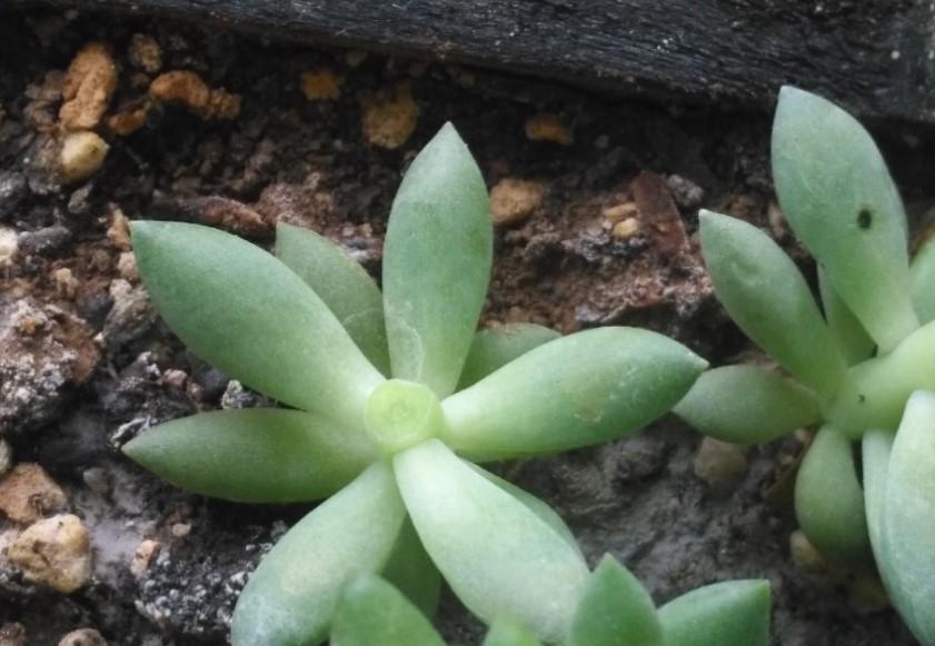 冬美人|多肉徒长咋办砍砍头，撸个叶，一盆又能变多盆！