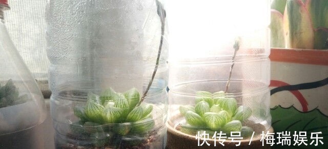多肉|“塑料瓶”竟是养花神器,学会“4种”用法,一生受用、养花旺