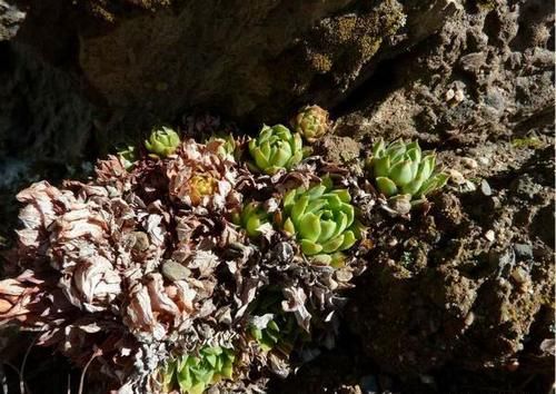 1种多肉，用生命开花，1个莲座一生只开一次花，开完就会死