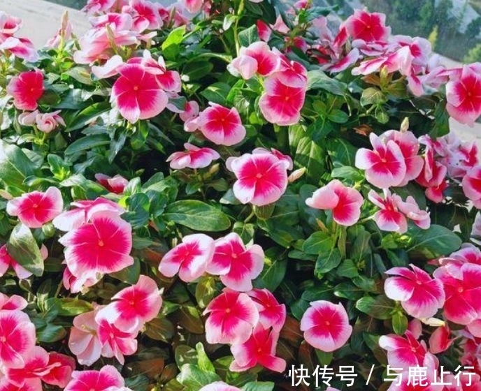 茉莉花叶|冬天也能养的漂亮花卉，沾点水就疯长，开花勤还爱爆盆