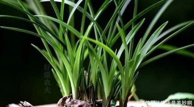养好兰花的口诀,书本上学不到的经验,喜欢就收藏吧!