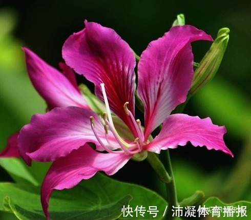 此花有忠贞不渝的寓意,对香港有着非凡的意义,让人感受无尽幸运