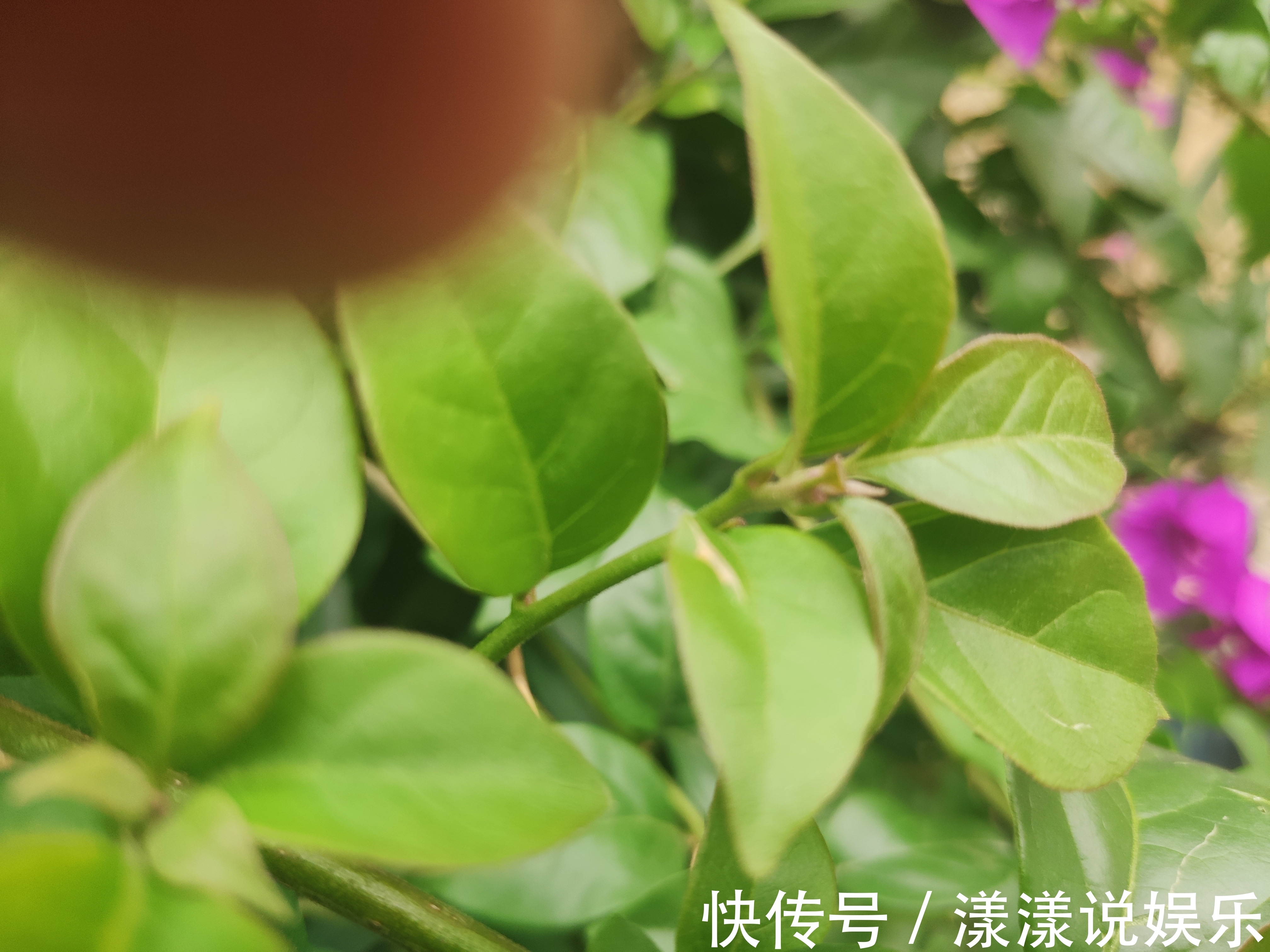 国庆|三角梅旺长绿油油就是不开花打开一个小开关，国庆陆续开花爆盆