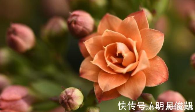 长寿花|此3种花剃头正当时,现在剃的好,秋冬开花早