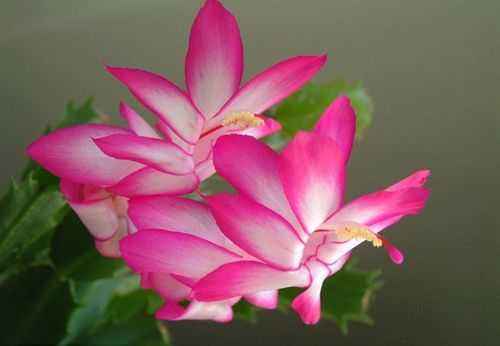 能手|4种花是爆盆能手,埋土里就活,不用管也能花开不断