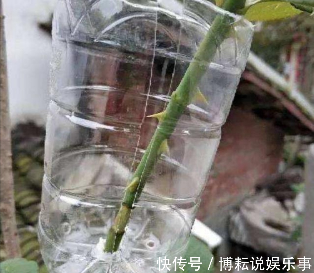 伤口处|月季别再扦插了,用另1种方法繁殖,更容易成活