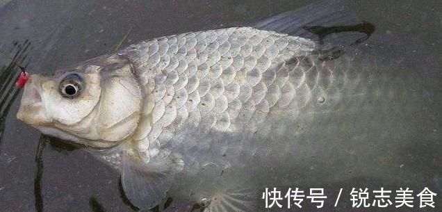 饵料|钓鱼人必读夏天钓大鲫鱼秘籍钓上的都是五斤以上