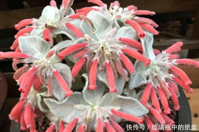 娇艳|断崖女王,多肉里的“三项全能选手”,做好3点,花开又多又娇艳