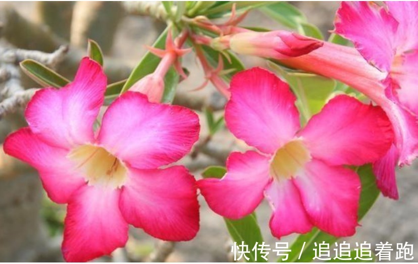 这几款小花，便宜又好养，“花香”飘满屋，花美心情好！