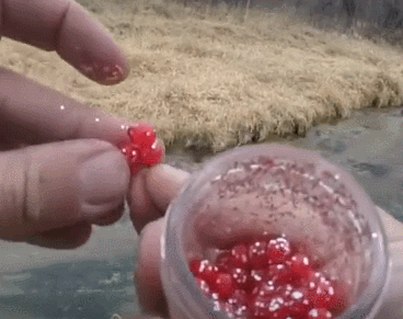 小个红果子做饵,水沟中也能钓获鱼,钓鱼人最爱了