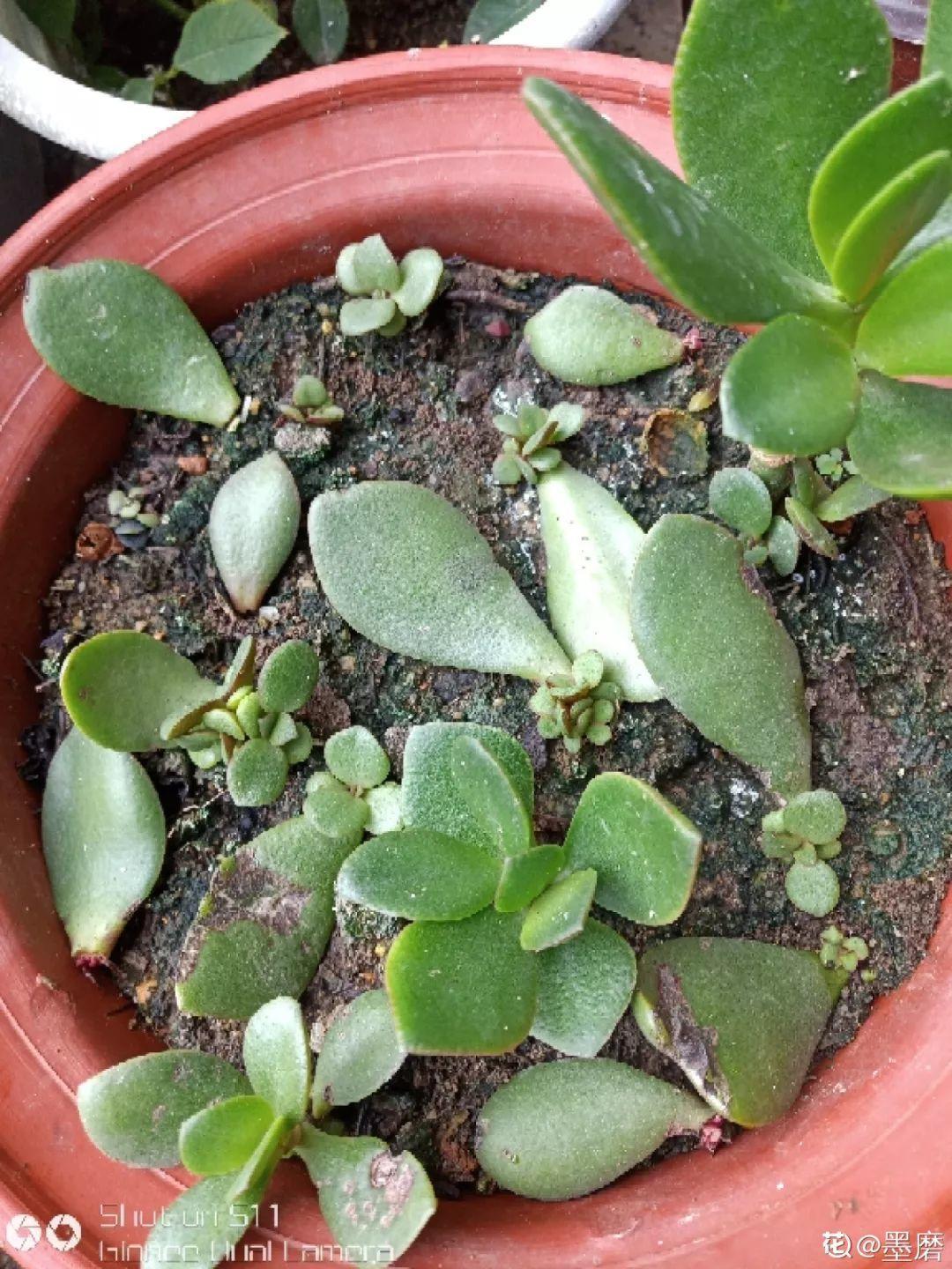 10种耐旱花,2个月不浇水,叶子反而绿油油!