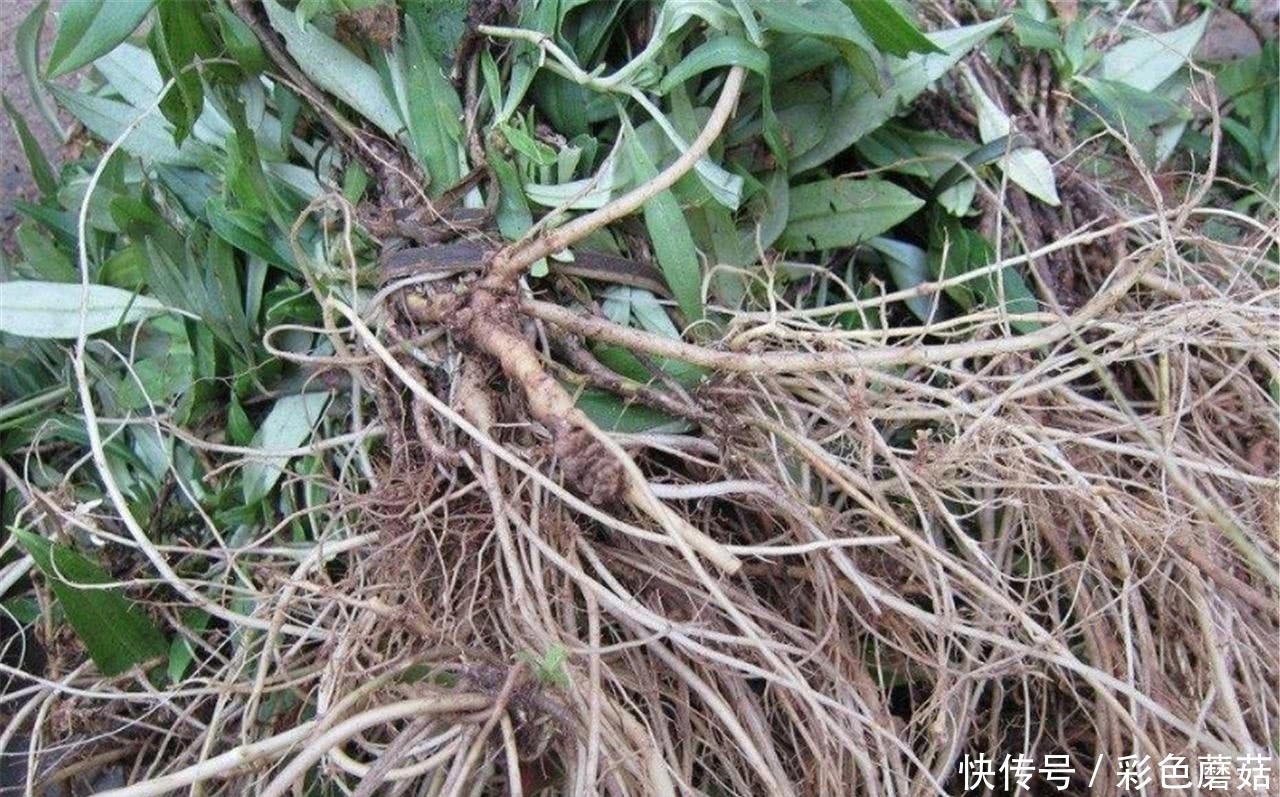 养肝|患有肝病不用怕，常吃这几样食物，排毒养肝，肝慢慢变好！