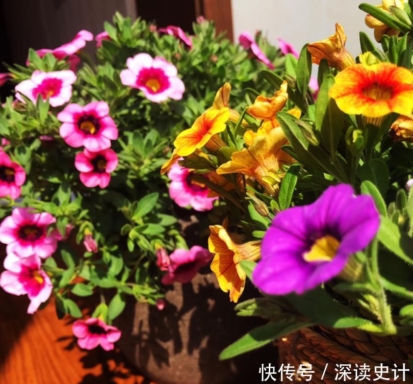 阳台养花选这4款,花色艳丽,香气扑鼻