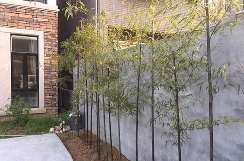 别墅|闺蜜家的自建房才花50W，还带私人花园、鱼塘，我真不信！
