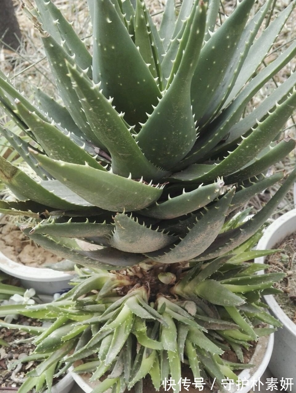 6种花冬天“虐着养”,越虐越漂亮,小盆大太阳,长势更喜人