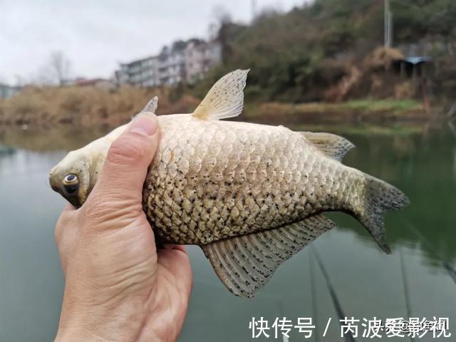 锅底型|一到中午就停口该怎么办?频繁补窝是下策,教你一招打开鱼口