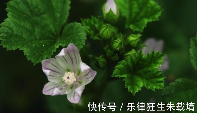 水瓶|6天后，花香飘溢，思念无解，主动打破，重整心态迎好运