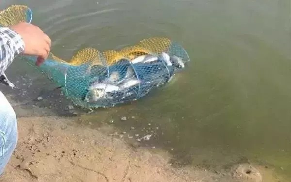 醪糟|钓鱼技巧:这样使用酒米,鱼获猛增10倍,越钓越过瘾!