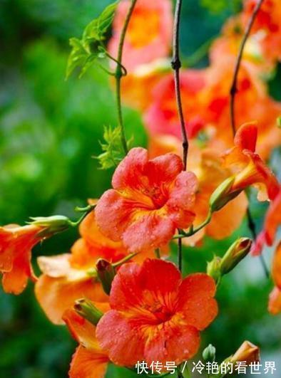 漂亮花|三种“漂亮花”，好养颜值高，却被花友“嫌弃”，不是没道理