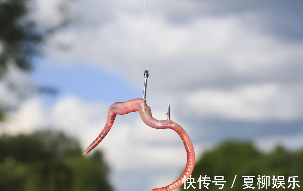 钓友|蚯蚓钓大鱼,真正奥秘不是挂钩方式,做好这一步,大鱼排队咬钩