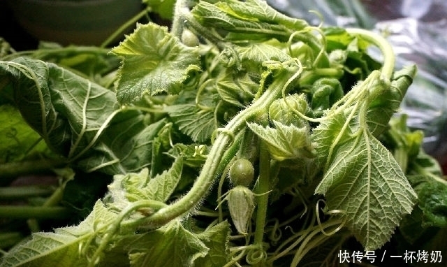 农村野菜“大全”,你认得哪几种?你吃过哪几种?