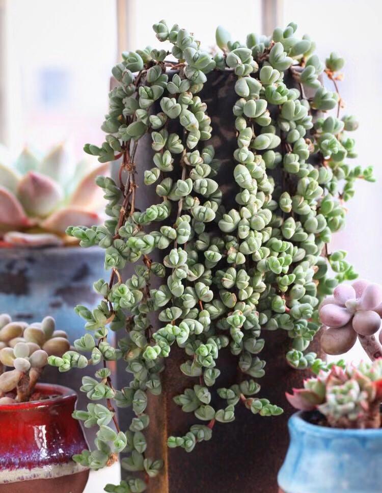 五种多肉,倒吊着,枝条流出花盆,一道“肉窗帘”