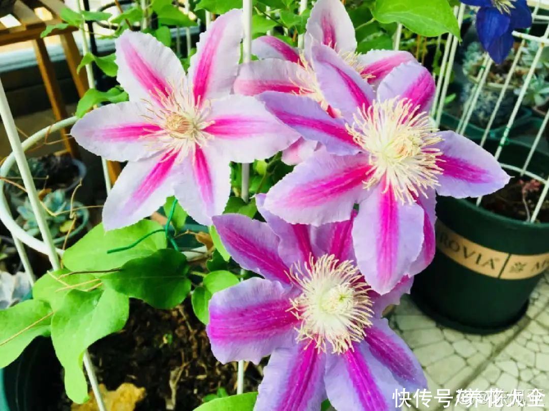 蟹爪兰|立秋后，7种花要“苏醒”，可以放手养了