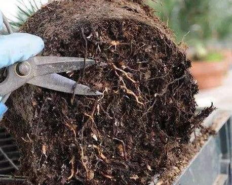 四季海棠不开花就是欠“收拾”，花苞蹿枝200个，花开年年红