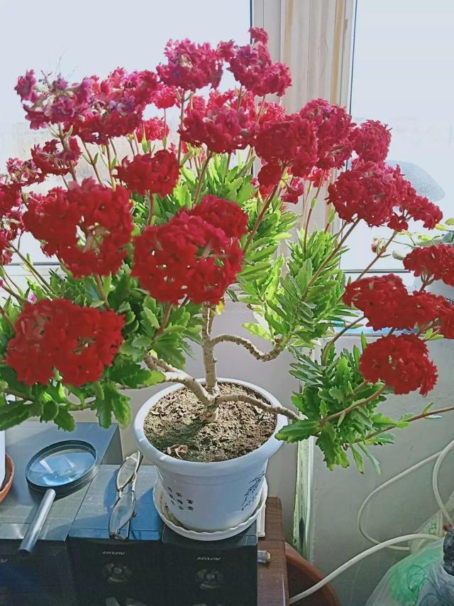 养这“2种花”就要常修剪，枝干变“老桩”，花苞稠密、鲜艳