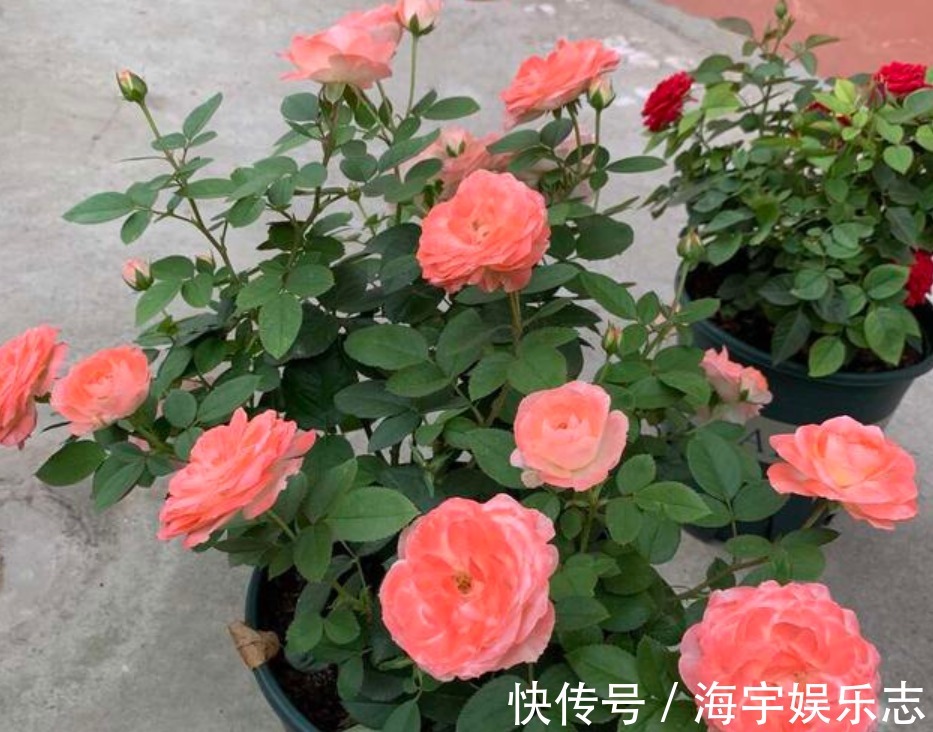 花卉盆栽|3种“垃圾”垫盆底,不黄叶烂根,1年四季叶子油绿,花开爆盆!