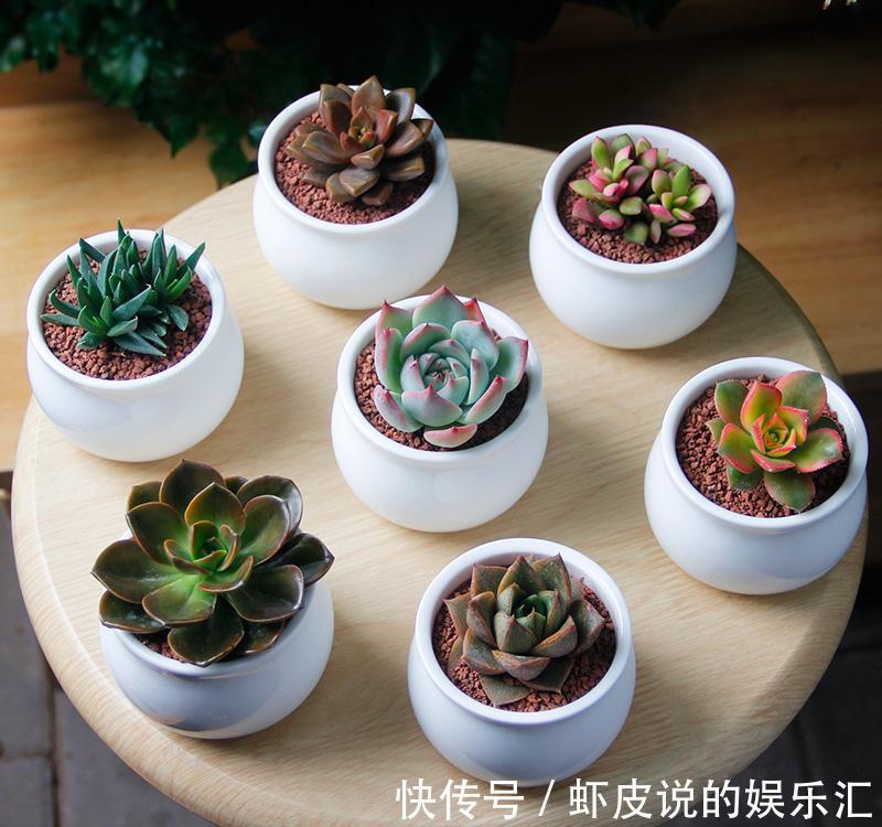 想让多肉健康又漂亮,这8招养成秘籍你千万不能错过