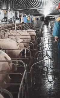 |搞笑GIF趣图妹子你在我面前摇啥呀,都摇晕了!